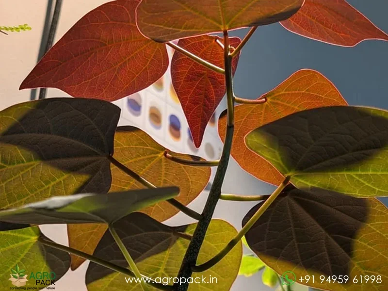 Adenia-Stylosa-Purple-vine-of-evil1
