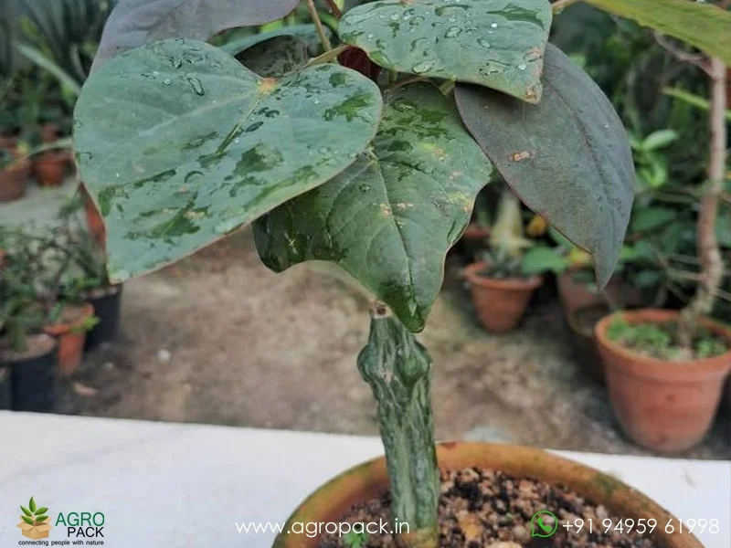 Adenia-Stylosa-Purple-vine-of-evil2