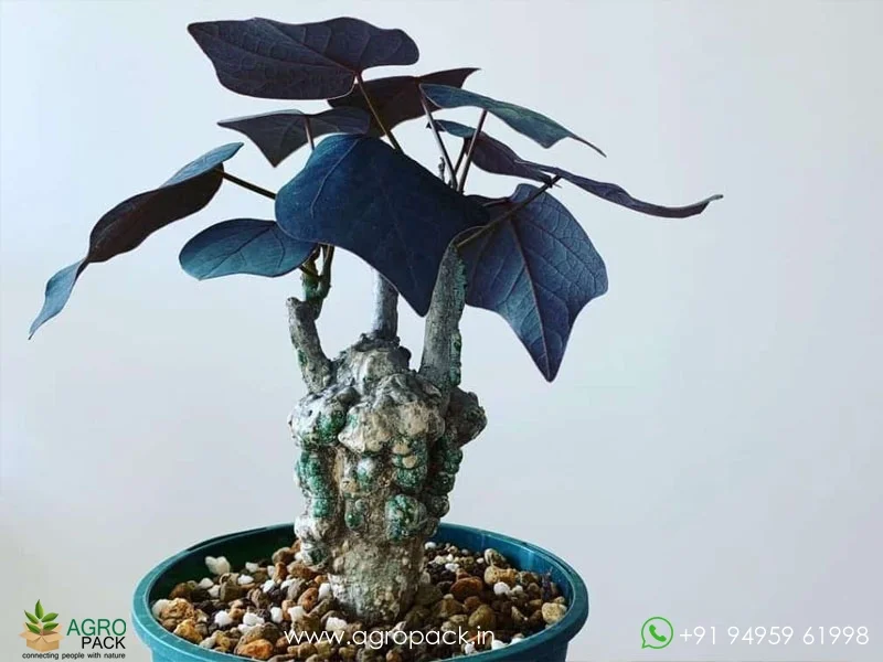 Adenia-Stylosa-Purple-vine-of-evil3