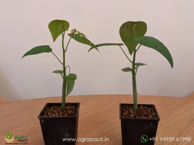 Adenia-Stylosa-Purple-vine-of-evil4