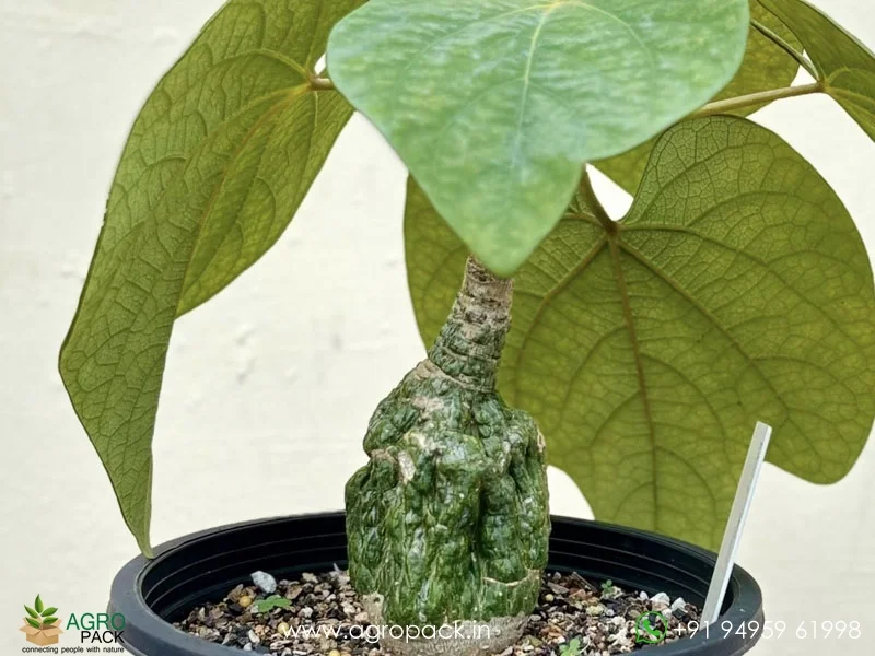 Adenia-Stylosa-Purple-vine-of-evil6