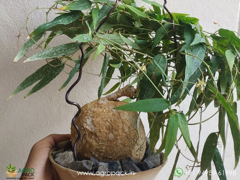 Adenia-penangiana5