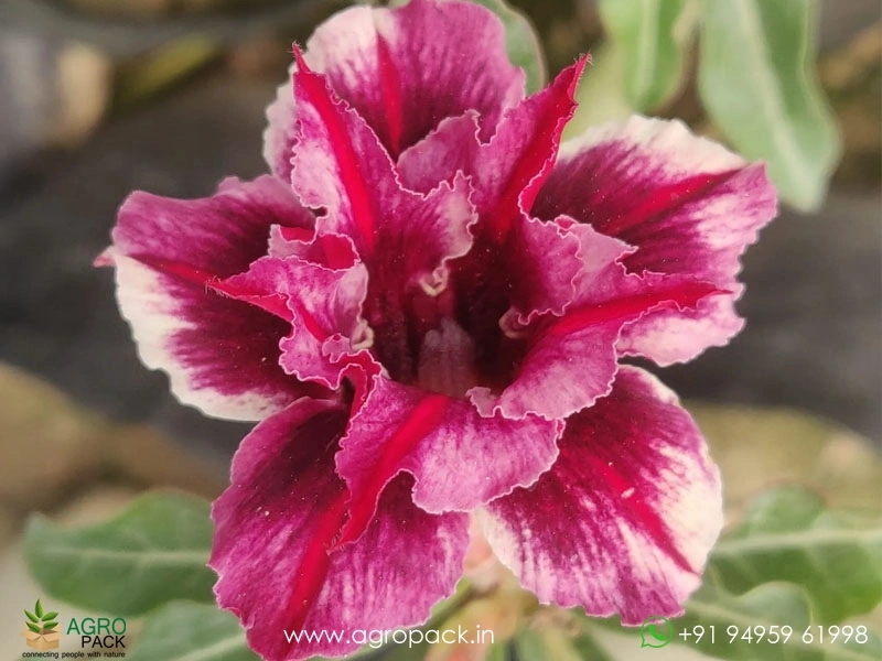 Adenium-Black-Jack1