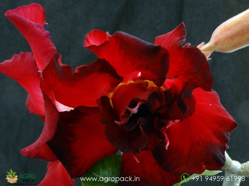 Adenium-Black-Rahu2