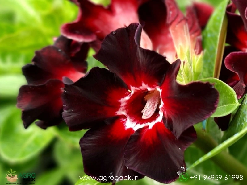 Adenium-Black-Swan5
