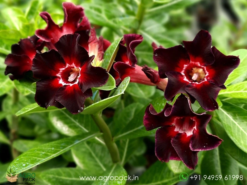 Adenium-Black-Swan6