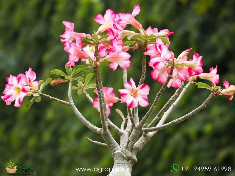 Adenium-Obesum2
