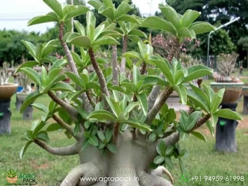 Adenium-Red-Arabicum2