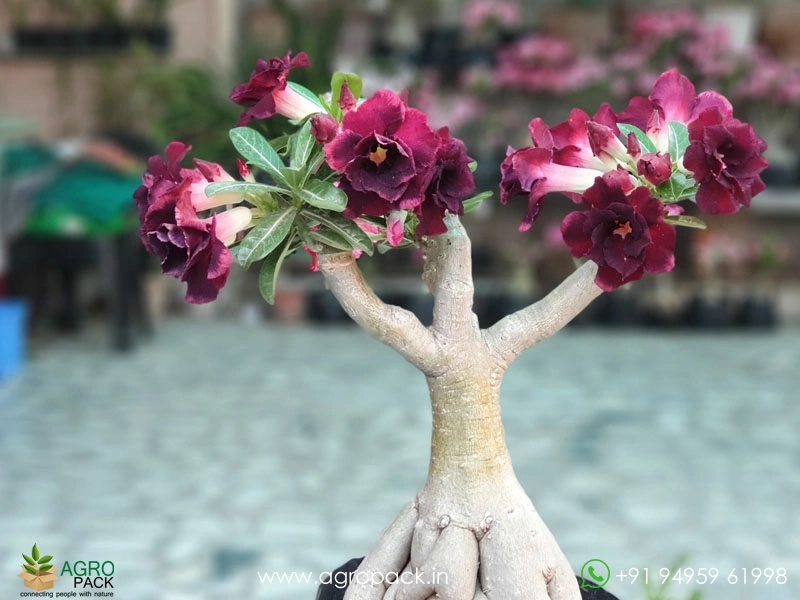 Adenium3