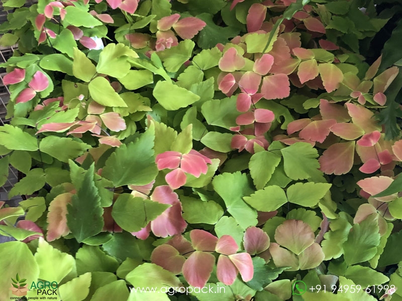 Adiantum-Macrophyllum-fern1