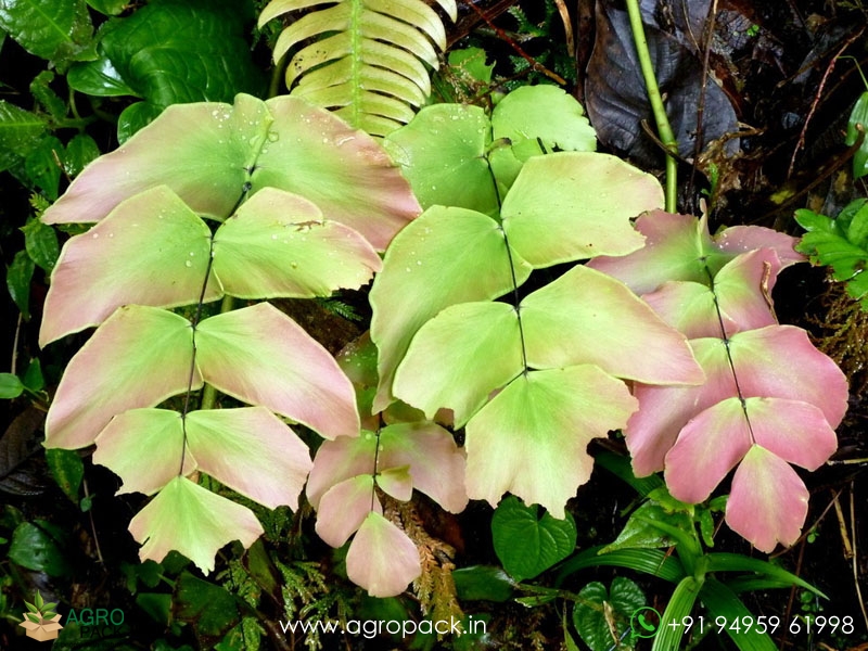 Adiantum-Macrophyllum-fern2