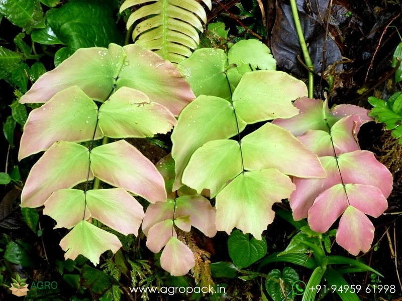 Adiantum-Macrophyllum-fern2