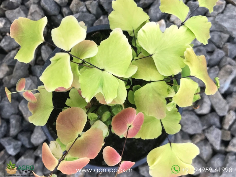 Adiantum-Macrophyllum-fern3
