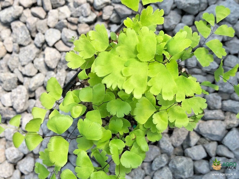 Adiantum-capillus-veneris1