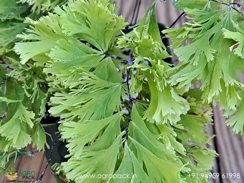 Adiantum-tenerum-Jamaica-fern1