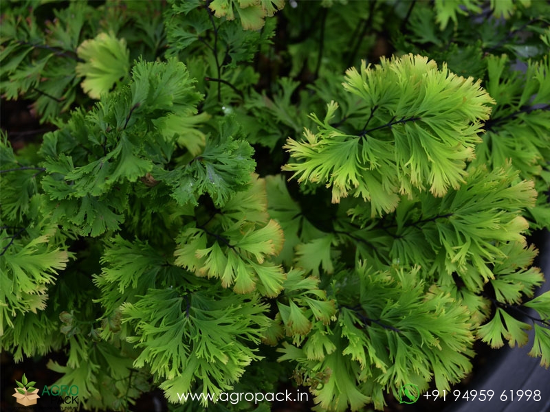 Adiantum-tenerum-Jamaica-fern2