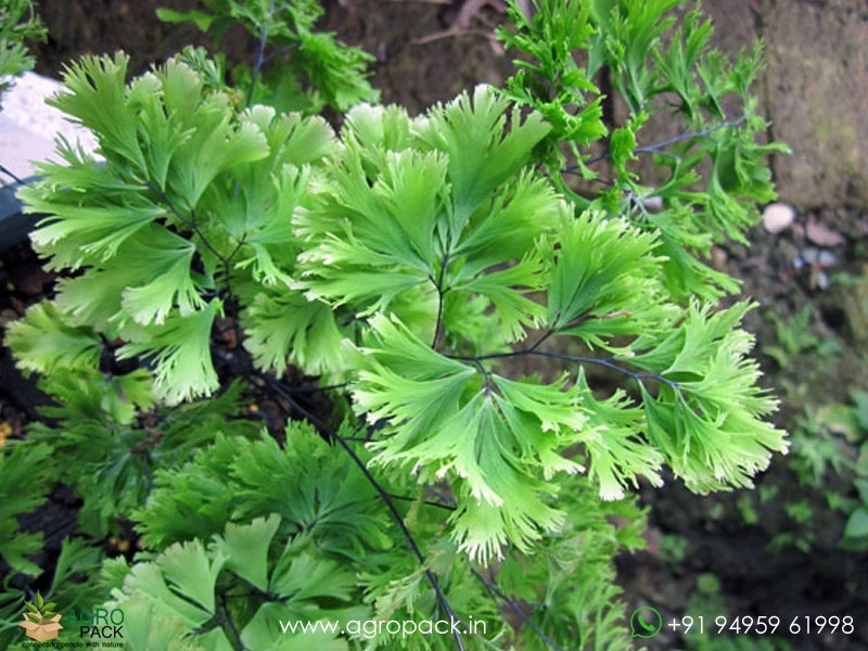 Adiantum-tenerum-Jamaica-fern3