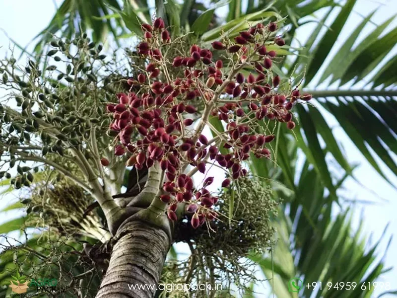 Adonidia-merrillii-Manila-Palm1