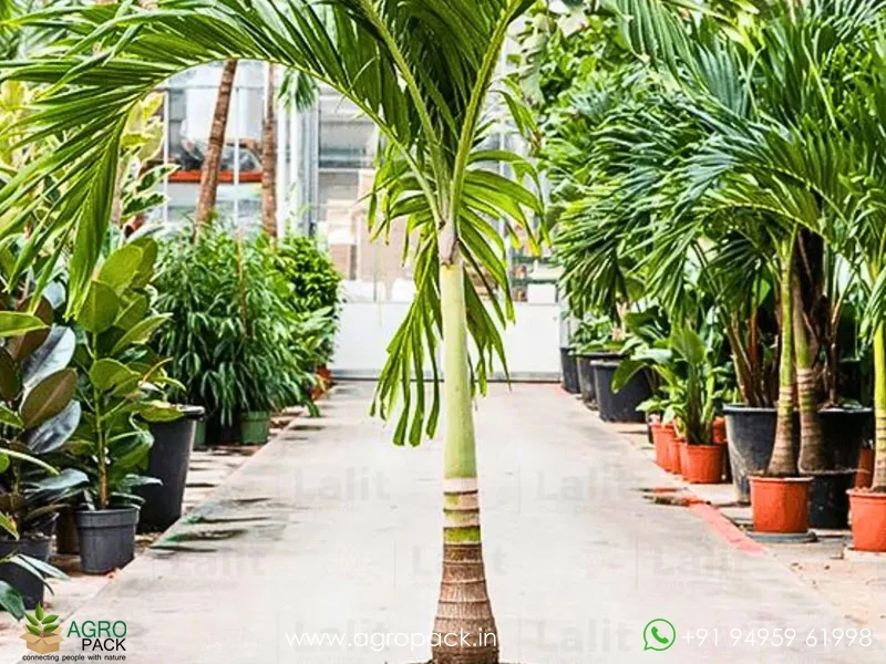 Adonidia-merrillii-Manila-Palm2