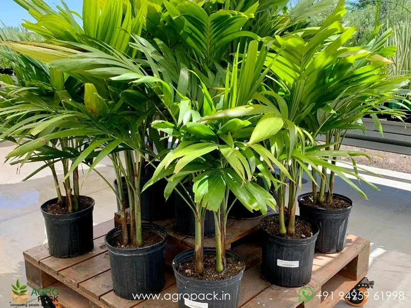 Adonidia-merrillii-Manila-Palm4