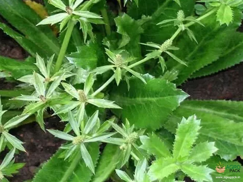 African-coriander3