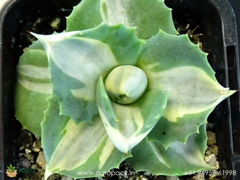 Agave-Isthmensis2