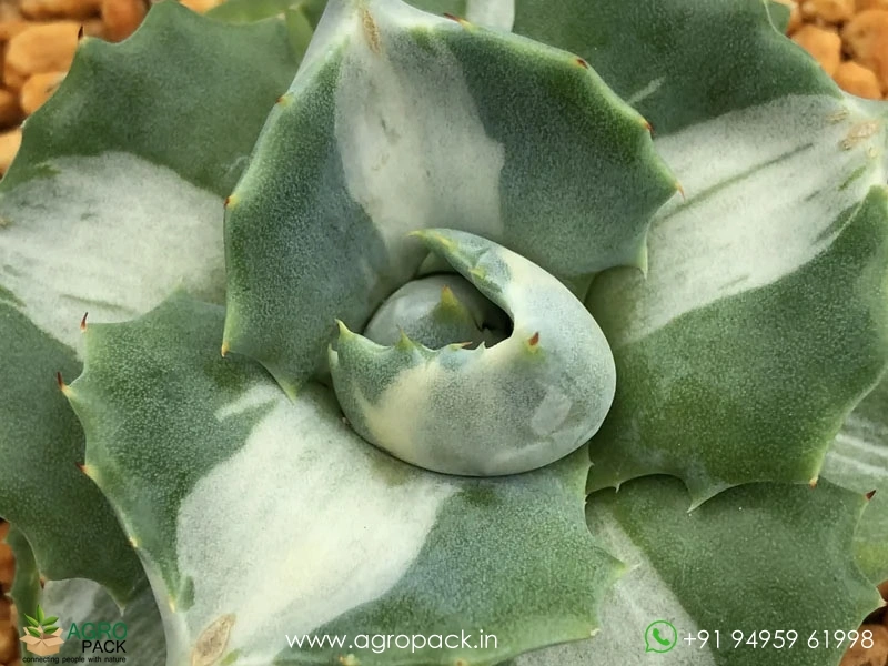 Agave-Isthmensis4