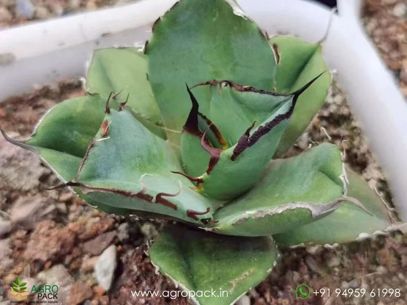 Agave-Titanota-Black-Panther1