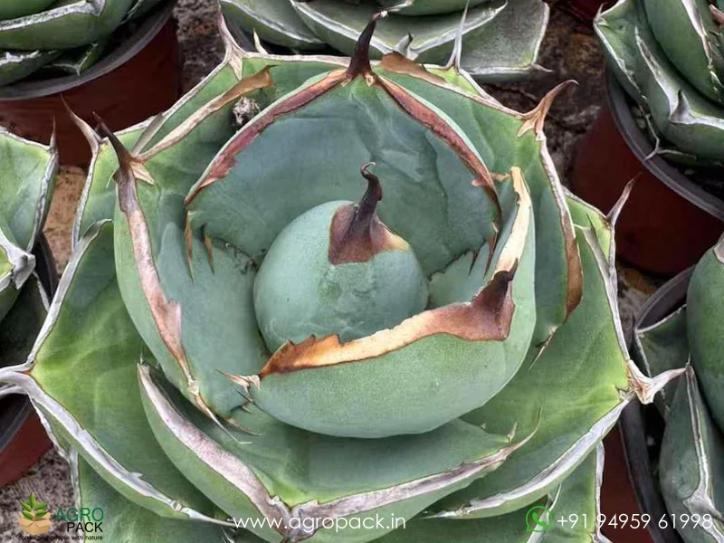 Agave-Titanota-Black-Panther3