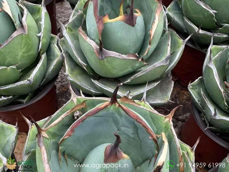 Agave-Titanota-Black-Panther4