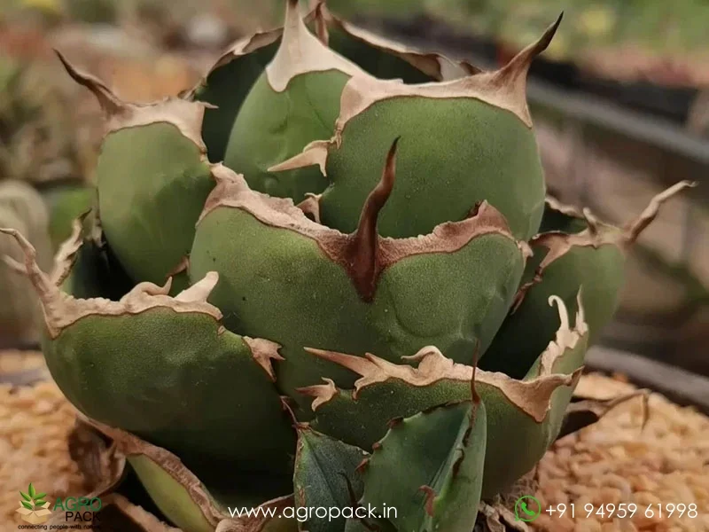 Agave-Titanota-Black-Panther5