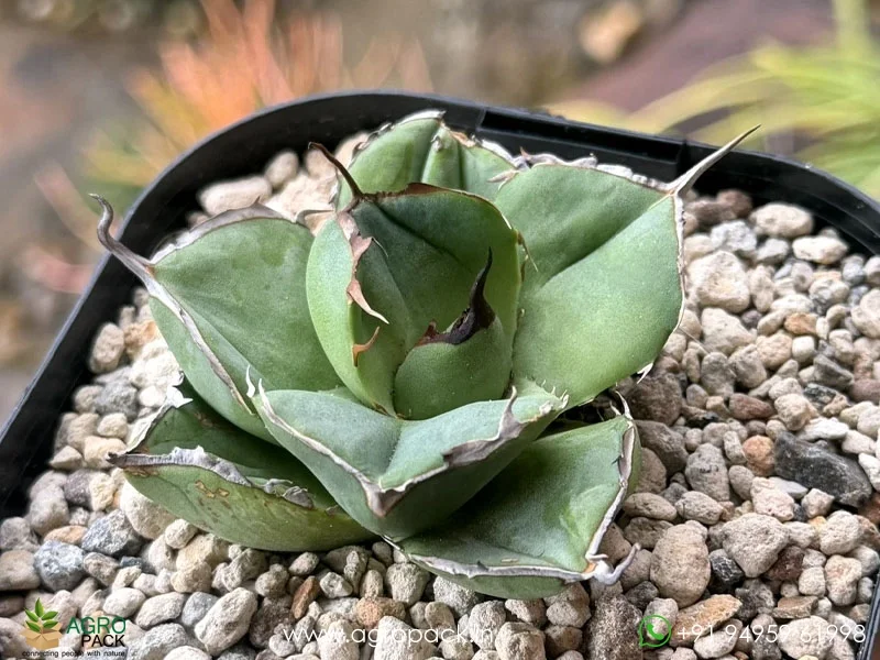 Agave-Titanota-Black-Panther6