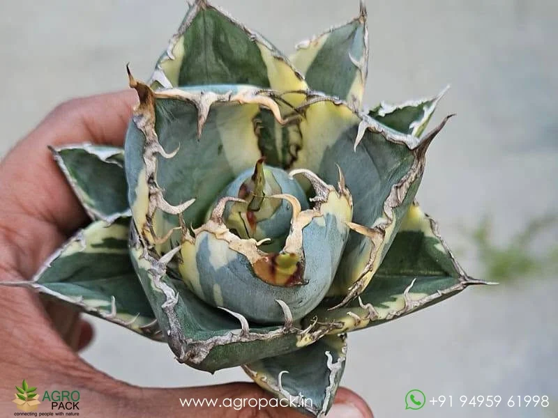 Agave-titanota-White-Whale-Variegated1