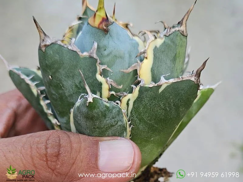 Agave-titanota-White-Whale-Variegated2