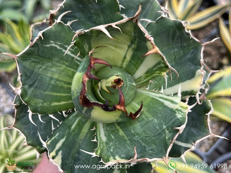 Agave-titanota-White-Whale-Variegated3