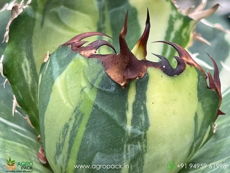 Agave-titanota-White-Whale-Variegated5