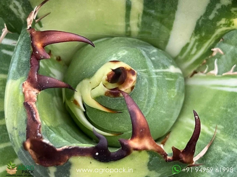 Agave-titanota-White-Whale-Variegated6