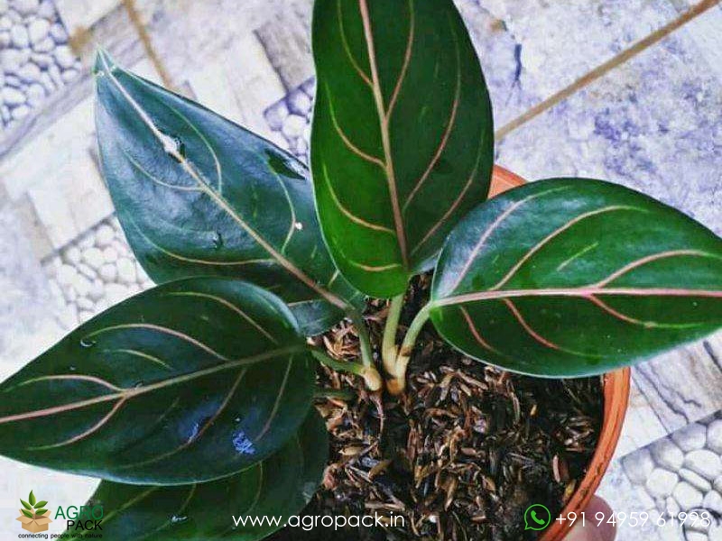 Aglaonema--Red-Vein1