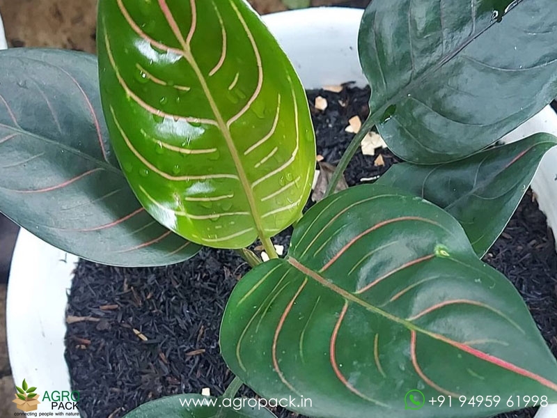 Aglaonema--Red-Vein2