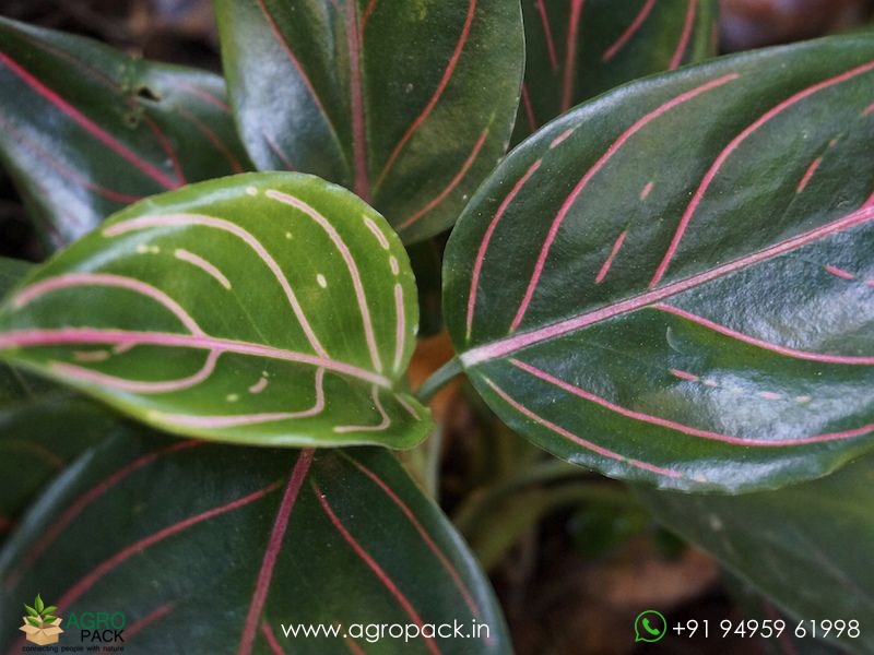 Aglaonema--Red-Vein3