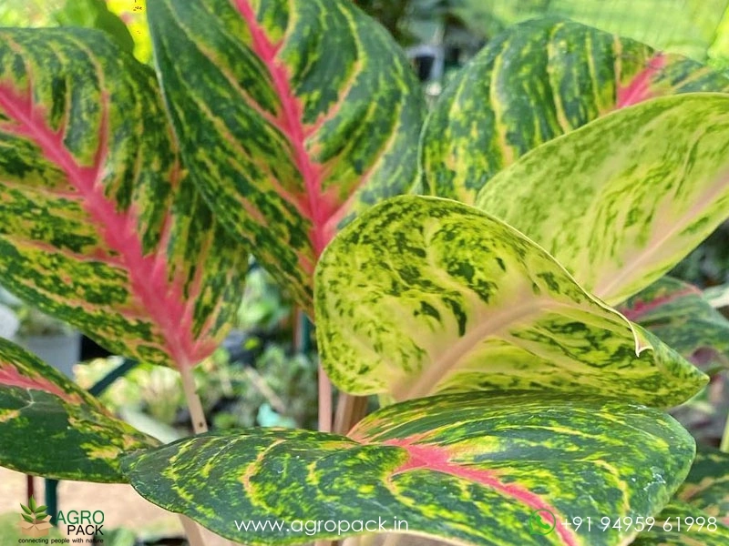 Aglaonema-Boxer2