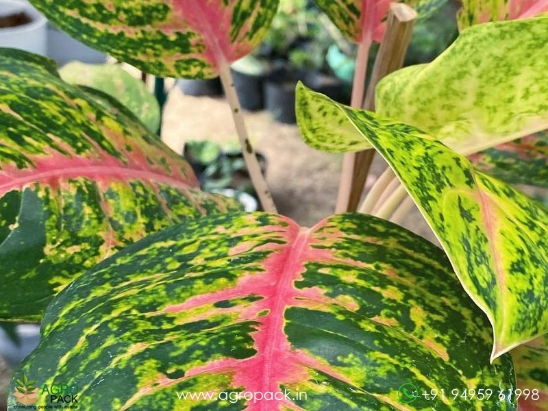 Aglaonema-Boxer3
