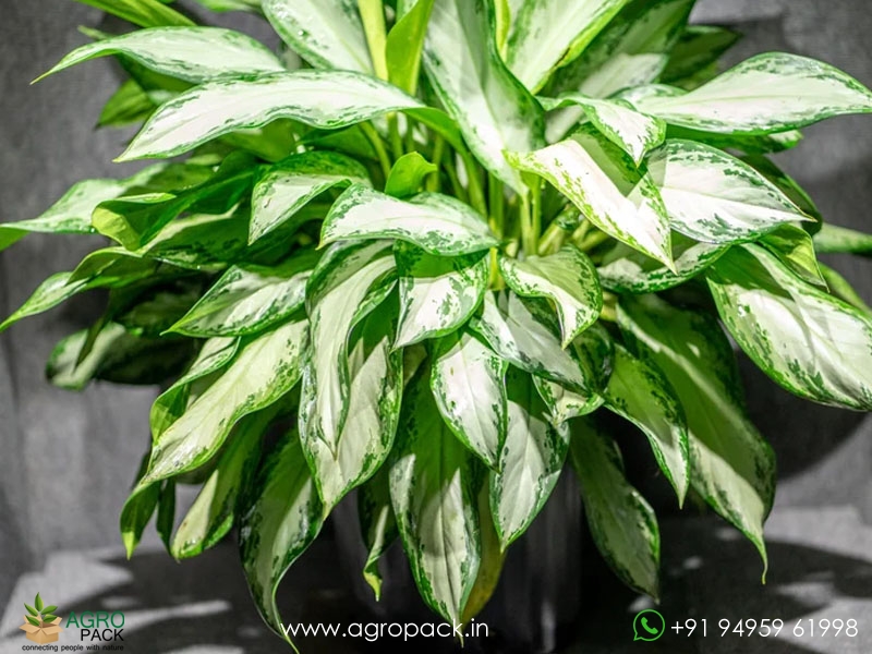 Aglaonema-Emerald-Bay2