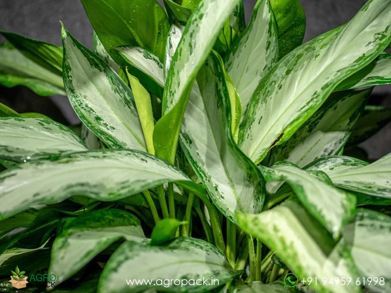 Aglaonema-Emerald-Bay3