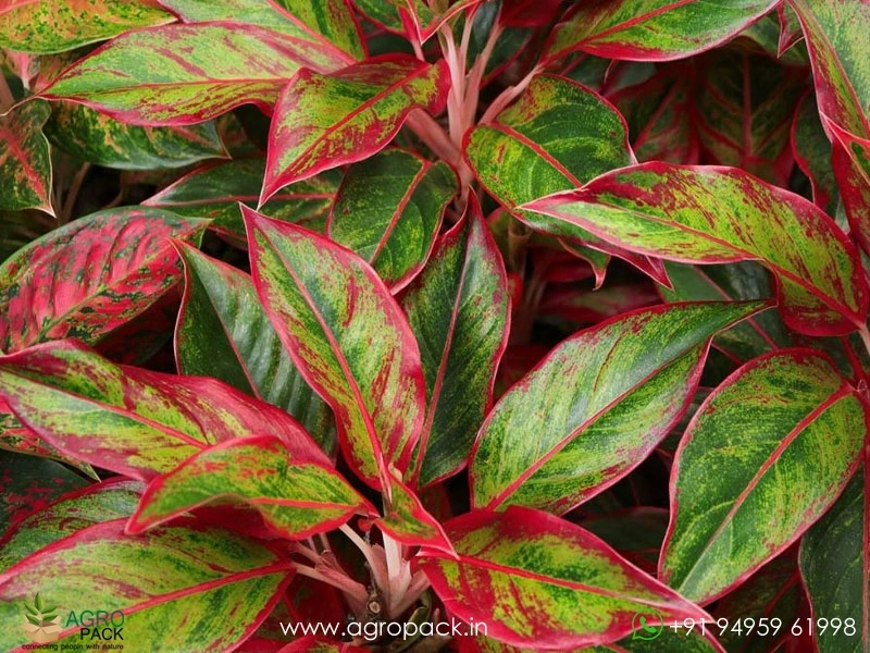 Aglaonema-Georgis-Ruby2