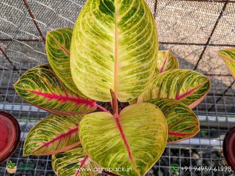 Aglaonema-Goliath1