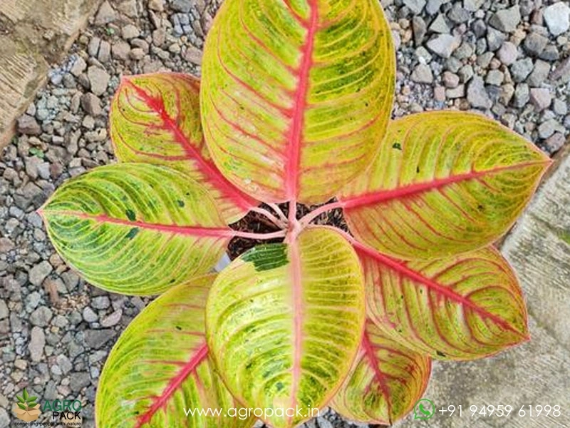 Aglaonema-Goliath2