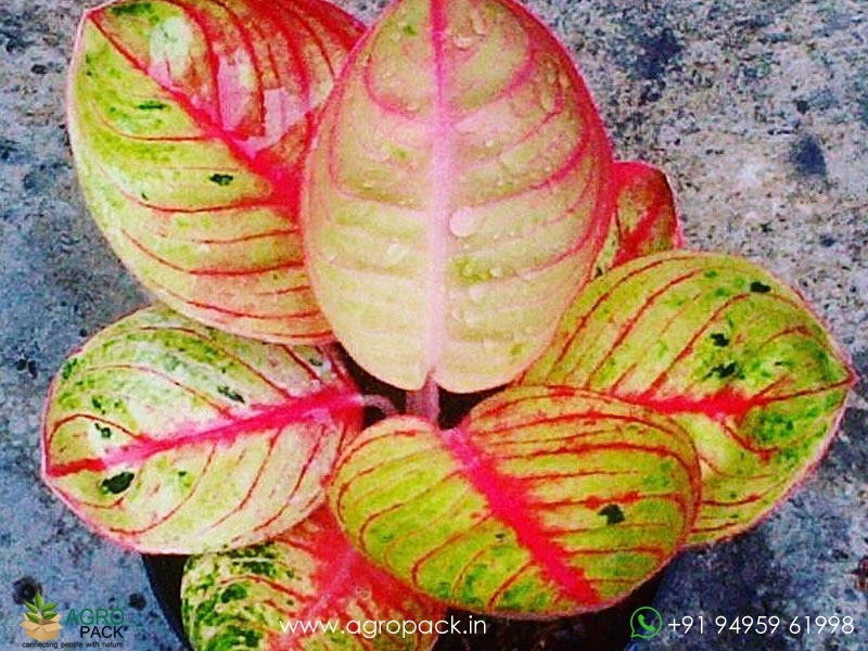 Aglaonema-Goliath3
