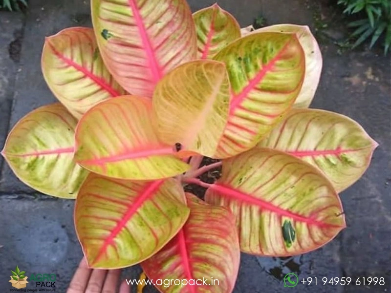 Aglaonema-Goliath4