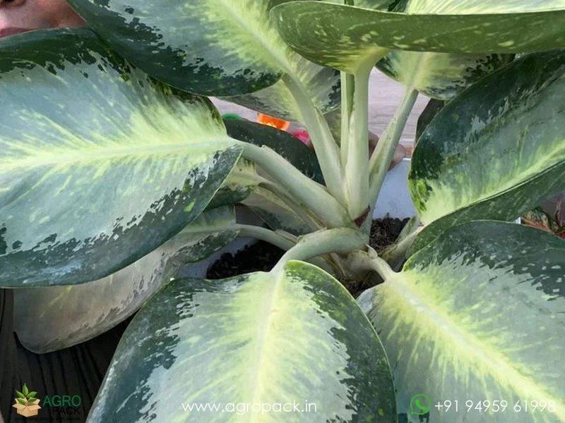 Aglaonema-Green-Bowl1